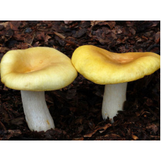 Мицелий Сыроежки желтой / Сыроежка светло-желтая (Russula claroflava)